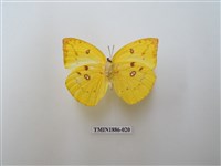 藏品(遷粉蝶)的圖片